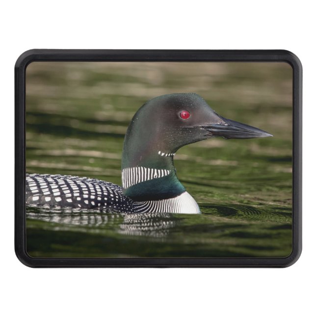 Common Loon on Jabe Pond Hitch Cover (Front)