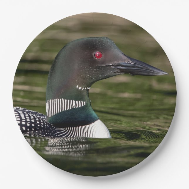 Common Loon on Jabe Pond Paper Plates (Front)