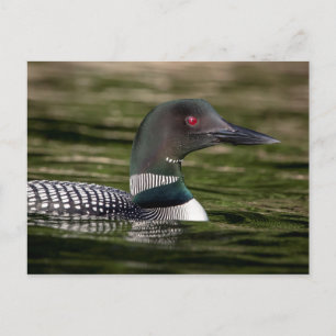 Common Loon on Jabe Pond Postcard