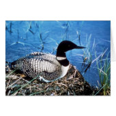 Common Loon on Nest (Front Horizontal)