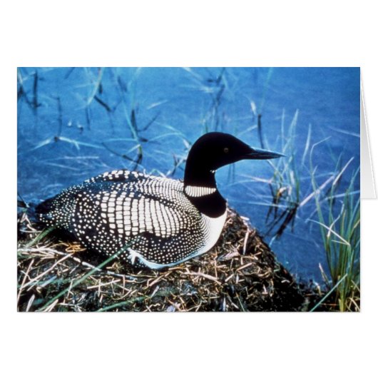 Common Loon on Nest Cards (Front Horizontal)