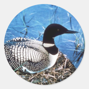 Common Loon on Nest Classic Round Sticker
