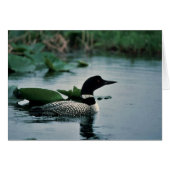 Common Loon on Water (Front Horizontal)