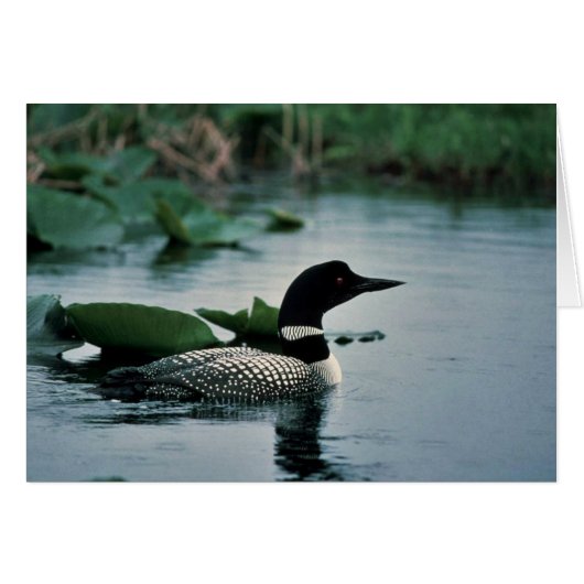 Common Loon on Water (Front Horizontal)