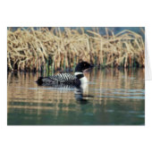 Common Loon on Water (Front Horizontal)
