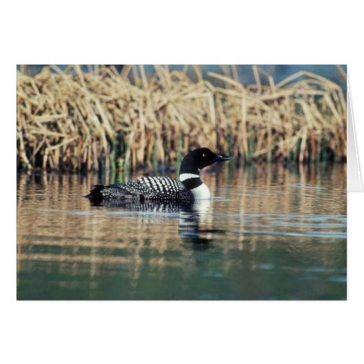 Common Loon on Water Cards (Front Horizontal)