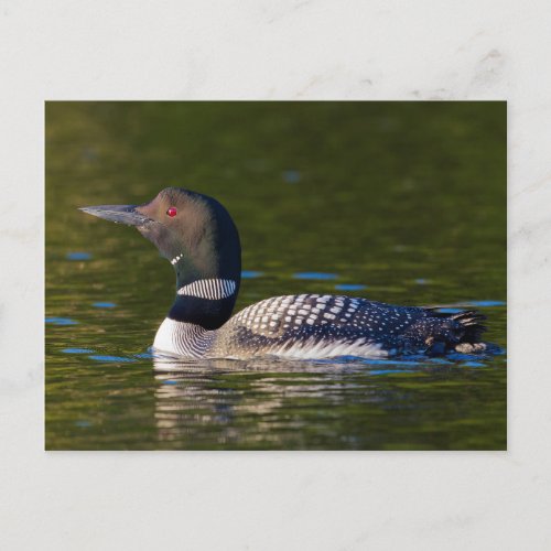 Common Loon Swimming Postcard