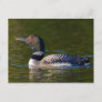 Common Loon Swimming Postcard