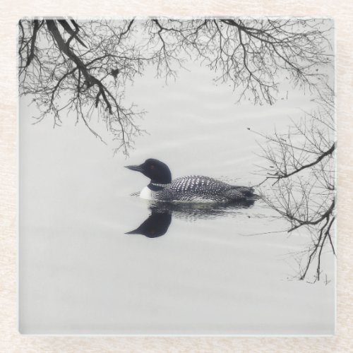 Common Loon Swims in a Northern Lake in Winter Glass Coaster