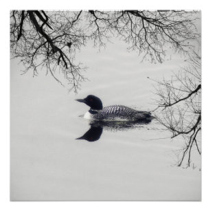 Common Loon Swims in a Northern Lake in Winter Poster