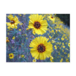 Common Madia Flowers at Sequoia National Park Postcard