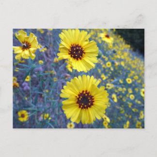 Common Madia Flowers at Sequoia National Park Postcard