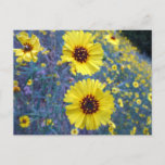 Common Madia Flowers at Sequoia National Park Postcard