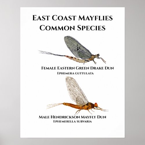 Common Mayfly Species _ East Coast Art Poster