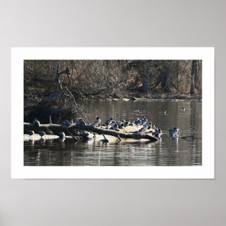 Common Merganser Ducks on Log Poster