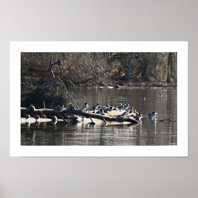 Common Merganser Ducks on Log Poster (Front)