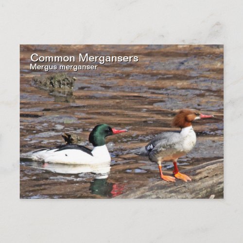 Common Merganser Postcard