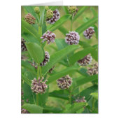 Common milkweed cards (Front)