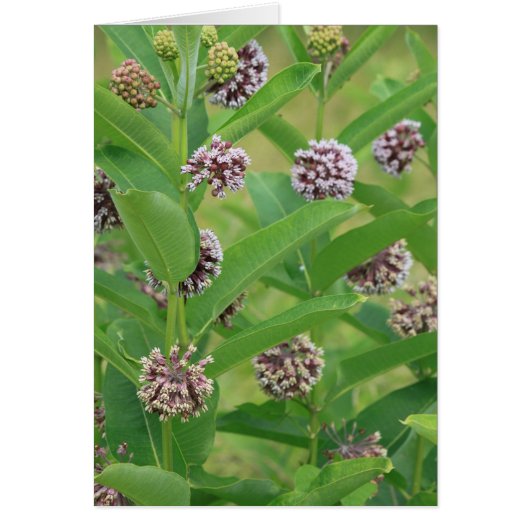Common milkweed cards (Front)