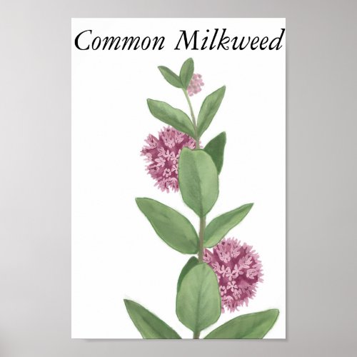 Common Milkweed Poster