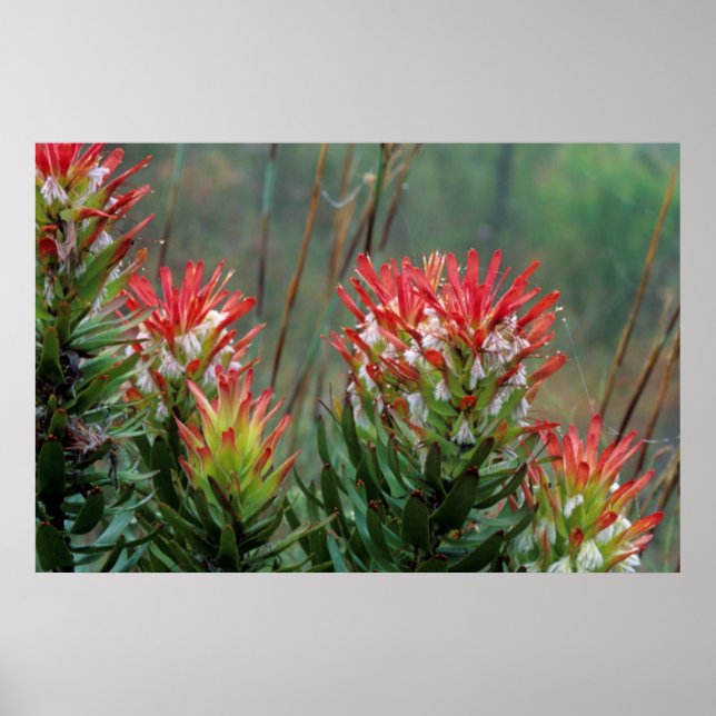 Common Mimetes (Mimetes Cucullatus) Poster (Front)