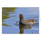 Common Moorhen (Front Horizontal)