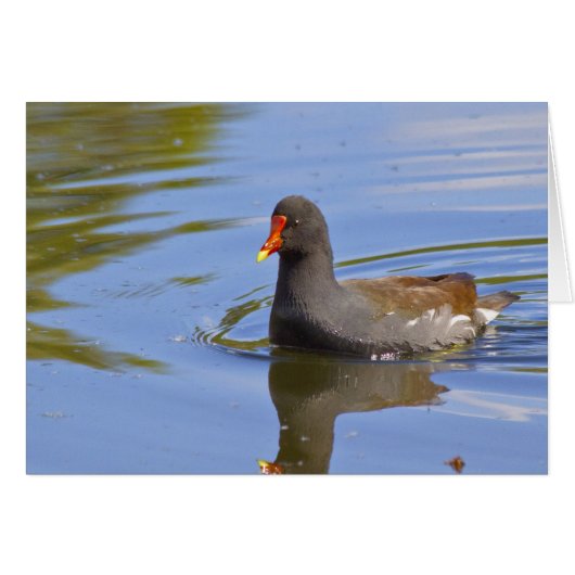 Common Moorhen Cards (Front Horizontal)