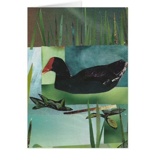 Common Moorhen (Common Gallinule) Cards (Front)