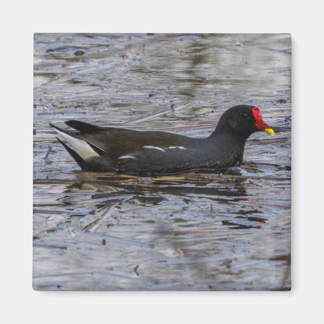 Common moorhen magnet (Front)