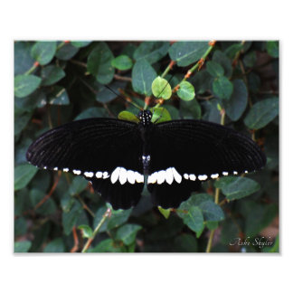 Common Mormon Butterfly Photo Print