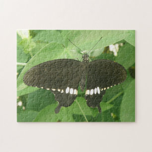 Common Mormon Butterfly Puzzle