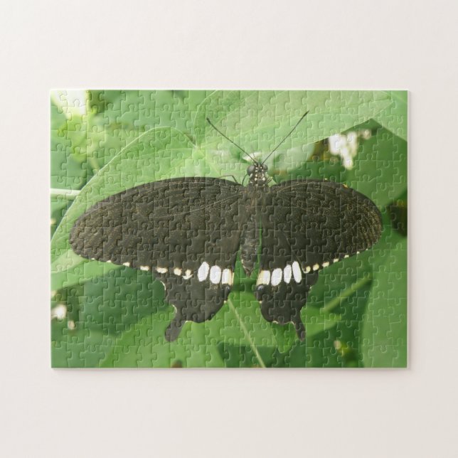 Common Mormon Butterfly Puzzle (Horizontal)