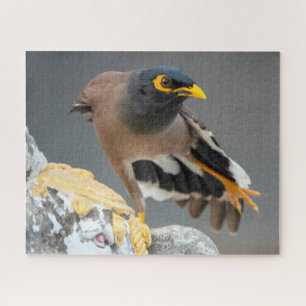 Common myna jigsaw puzzle