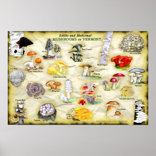 Common Names Poster 18x12 Mushrooms of Vermont