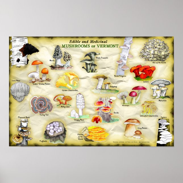 Common Names Poster 18x12 Mushrooms of Vermont (Front)
