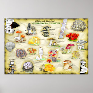 Common Names Poster Mushrooms of Vermont