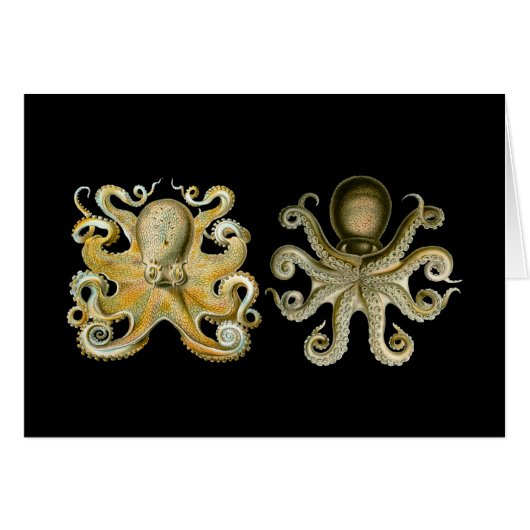 Common Octopus (Front Horizontal)