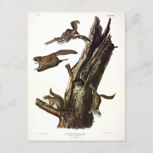 Common or Southern Flying Squirrel, or The Assapan Postcard