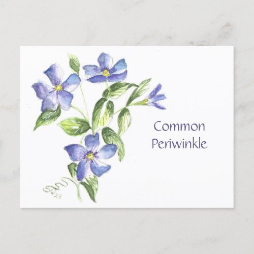 Common Periwinkle Post Card