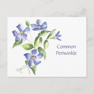 Common Periwinkle Post Card