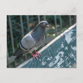 Common Pigeon Perched on a Wooden Bench in the Par Postcard