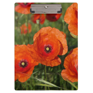 Common Poppies Clipboard