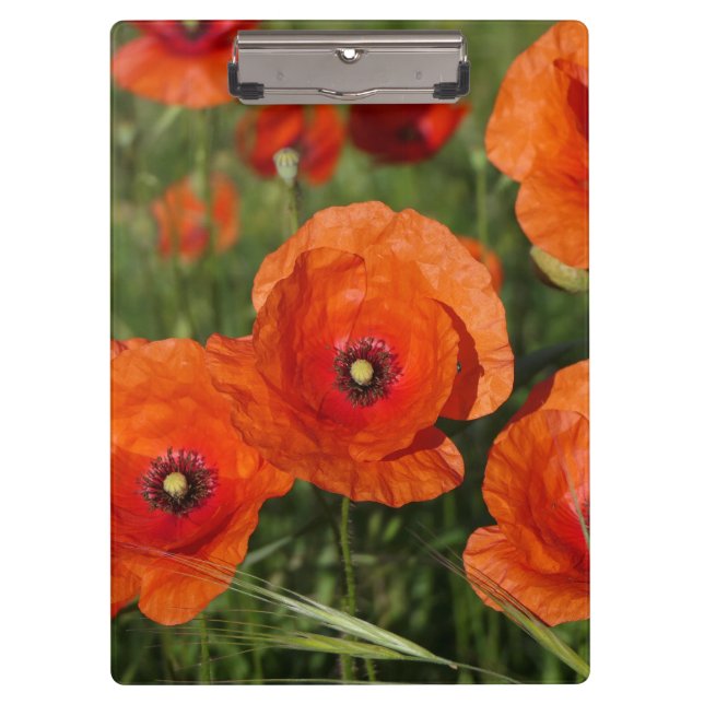 Common Poppies  Clipboard (Front)