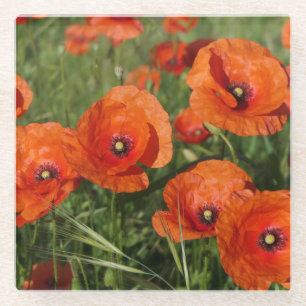 Common Poppies Glass Coaster