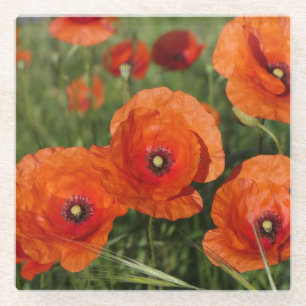 Common Poppies Glass Coaster