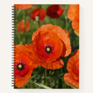 Common Poppies Notebook