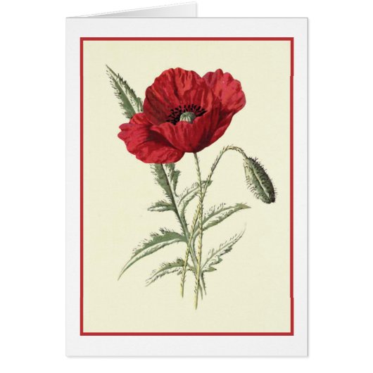 "Common Poppy" Botanical Illustration Cards (Front)
