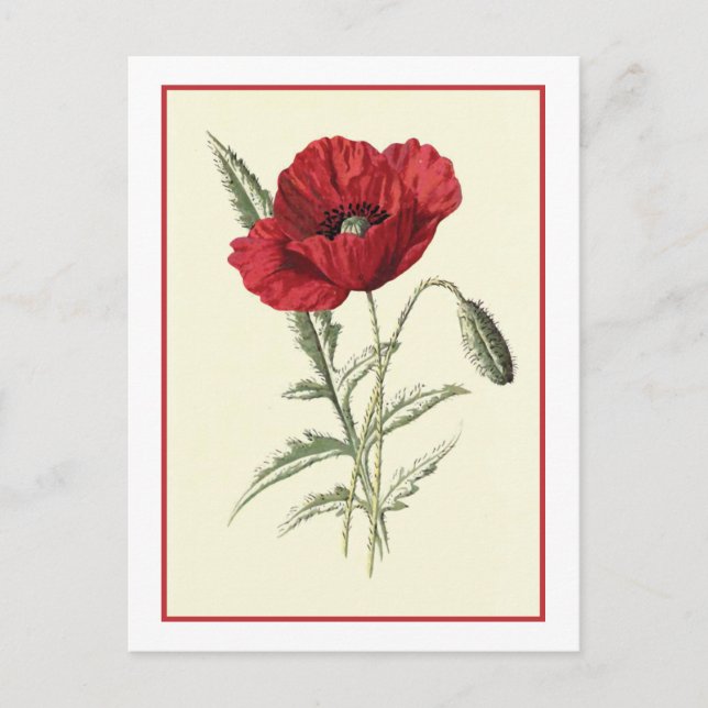 "Common Poppy" Botanical Illustration Postcard (Front)
