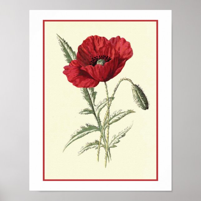 "Common Poppy" Botanical Illustration Poster (Front)