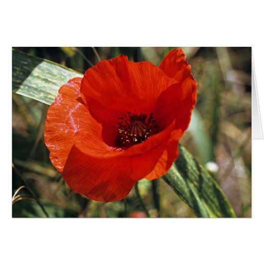 Common Poppy Cards (Front Horizontal)